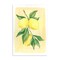 Stupell Industries Hanging Lemons Country Charm Wall Plaque Design By Hannah Moren